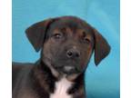 Adopt Hershey a Brown/Chocolate - with White Mastiff / Boxer / Mixed dog in