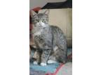 Adopt Perry a Gray, Blue or Silver Tabby Domestic Shorthair (short coat) cat in
