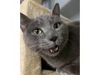 Adopt Pietro a Gray or Blue Domestic Shorthair / Mixed (short coat) cat in