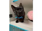 Adopt Pocus a All Black Domestic Shorthair / Mixed (short coat) cat in