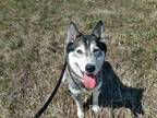 Adopt Maya a Brown/Chocolate Husky / Mixed dog in Moncton, NB (34643786)