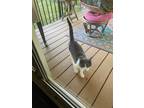 Adopt Hes a stray a Gray or Blue Domestic Shorthair / Mixed (short coat) cat in