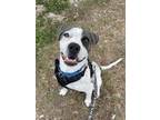 Adopt Pickles a White Mixed Breed (Medium) / Mixed dog in Key West