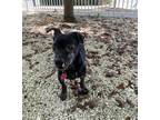 Adopt Ebony (Golden Paw) a Black Terrier (Unknown Type, Small) / Mixed dog in