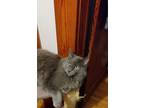 Adopt Maurice Richardson III a Gray or Blue Chartreux / Mixed (long coat) cat in