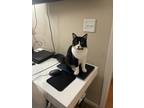Adopt Mark a Black & White or Tuxedo American Curl / Mixed (medium coat) cat in