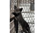 Adopt Kitty a Black (Mostly) American Shorthair / Mixed (short coat) cat in