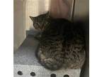 Adopt WHISKEY a Brown Tabby Domestic Shorthair / Mixed (short coat) cat in Fruit