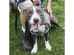 Beany, American Pit Bull Terrier For Adoption In Des Moines, Iowa