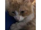 Tails, Domestic Shorthair For Adoption In Menands, New York