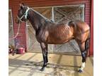 Two Year Old Thoroughbred Colt Ready for Oaklawn