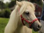 Beautiful Miniature Horse