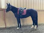 2009 AQHA Mare Dressage Trails and More