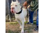 Adopt WILLIAM a American Staffordshire Terrier