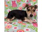 Adopt Scout a Jack Russell Terrier