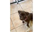 Adopt LATTE a Pit Bull Terrier, Mixed Breed