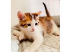 Adopt Charisma a Calico, Extra-Toes Cat / Hemingway Polydactyl