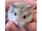 Adopt 5 dwarf hamsters a Dwarf Hamster