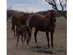 Quarter horse filly cutting bred