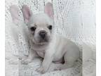 French Bulldog PUPPY FOR SALE ADN-385209 - Shiva French Bulldog