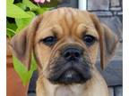 Puggle PUPPY FOR SALE ADN-385548 - Pixie Puggle puppy