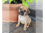 Puggle PUPPY FOR SALE ADN-385552 - Trixie Puggle puppy