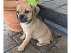 Puggle PUPPY FOR SALE ADN-385560 - Dixie Puggle puppy