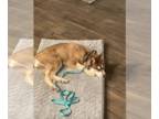 Siberian Husky PUPPY FOR SALE ADN-385105 - Zoey