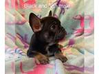 French Bulldog PUPPY FOR SALE ADN-385071 - Puppies