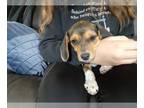 Beagle-Mountain Cur Mix PUPPY FOR SALE ADN-385545 - Daisy