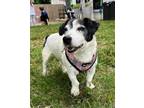 Adopt Amelia a Jack Russell Terrier