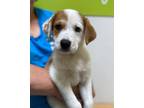 Adopt ZEPHYR~10 WEEK OLD MALE PUPPY! a Jack Russell Terrier, Australian Shepherd