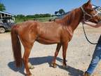 Adopt Copper (Unavailable) a Quarterhorse