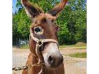 Adopt Pooky a Donkey