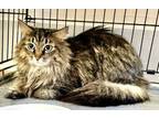 Adopt Madison (Courtesy Post) a Tabby