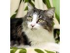 Adopt Percy a Norwegian Forest Cat, Domestic Long Hair