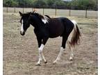APHA Yearling Stud Colt Double Homozygous