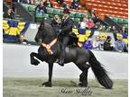 Sporty Friesian that Rides Drives Grand Champion in Harness Saddle