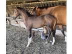 Chrome Alert Irish Sport Yearling For Eventing Or Jumpers