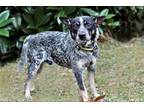 Adopt PONCHO a Australian Cattle Dog / Mixed dog in Franklin, TN (34654553)