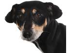 Adopt Veronica a Black - with Tan, Yellow or Fawn Manchester Terrier / Terrier