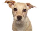 Adopt Terrie a Tan/Yellow/Fawn Terrier (Unknown Type, Medium) / Mixed dog in