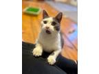 Adopt Glacier (sweet young female) a Gray or Blue (Mostly) Domestic Shorthair /