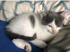 Adopt Milo a White (Mostly) Manx / Mixed (medium coat) cat in Houston