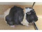 Adopt Paddington a Guinea Pig small animal in Lincoln, NE (34661532)