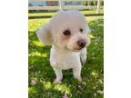 Adopt Lila a White Bichon Frise dog in Gilbertsville, PA (34659780)