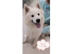Adopt Ha Ha a White Samoyed / Mixed dog in Surrey, BC (34656141)