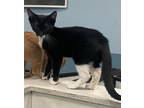 Adopt Buzz a Black & White or Tuxedo Oriental (short coat) cat in Springfield