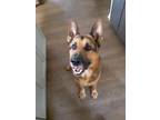 Adopt Mercury a German Shepherd Dog / Mixed dog in Mooresville, NC (34657476)