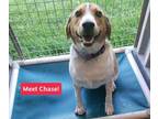 Adopt Chase a Brown/Chocolate Beagle / Mixed dog in Belleville, ON (34660493)